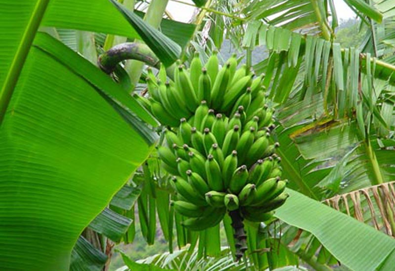 Tác dụng của hột chuối rừng